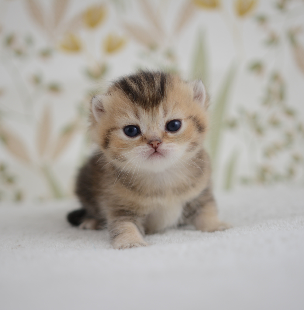 Adagio, chaton British Shorthair de la portée Trèfle 2025, réservé, 3 semaines