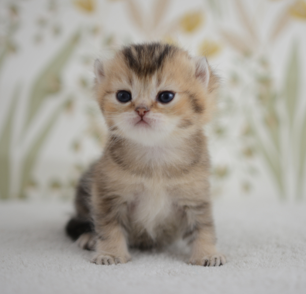 Adagio, chaton British Shorthair de la portée Trèfle 2025, réservé, 3 semaines