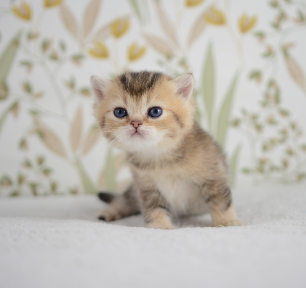 Adagio, chaton British Shorthair de la portée Trèfle 2025, réservé, 4 semaines