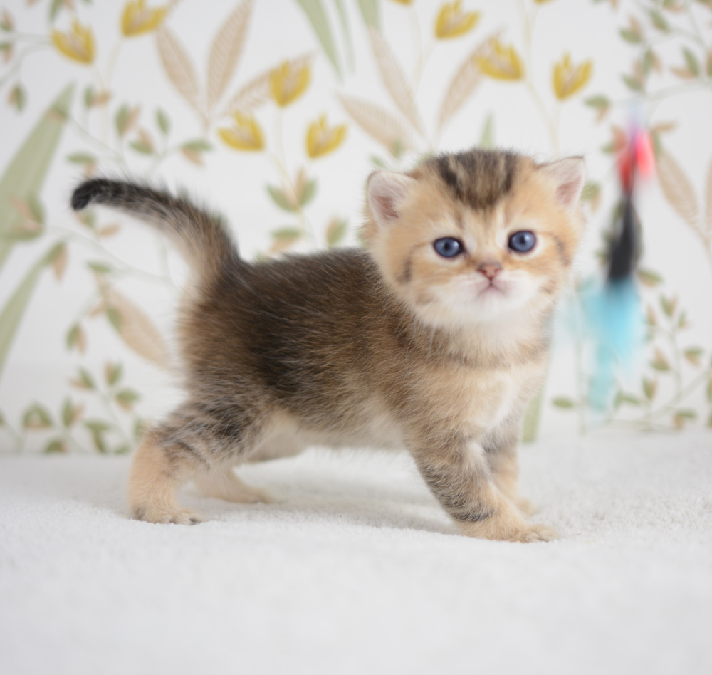 Adagio, chaton British Shorthair de la portée Trèfle 2025, réservé, 4 semaines