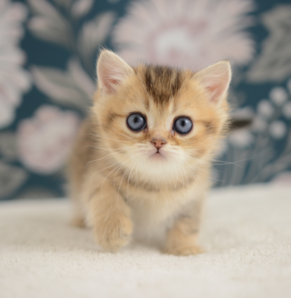 Adagio, chaton British Shorthair de la portée Trèfle 2025, réservé, 6 semaines