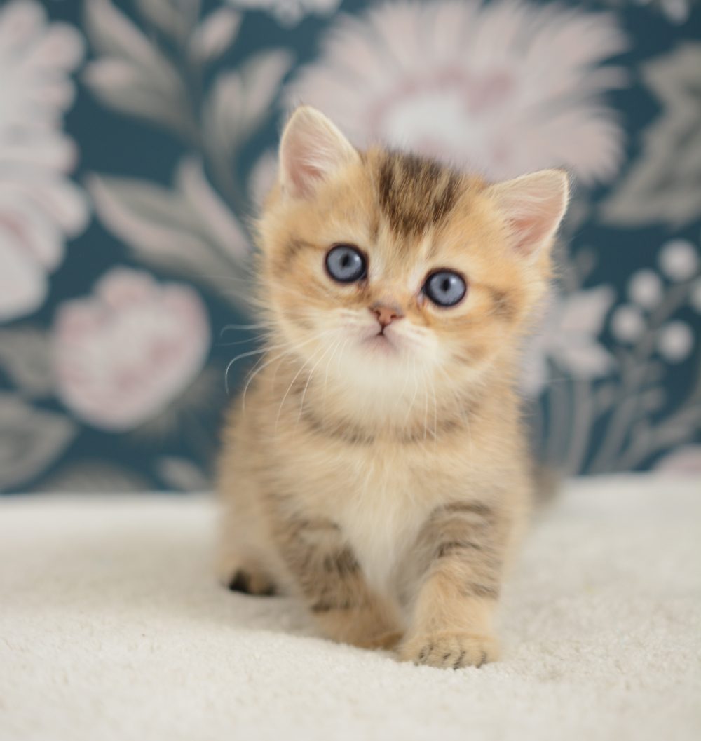 Adagio, chaton British Shorthair de la portée Trèfle 2025, réservé, 6 semaines