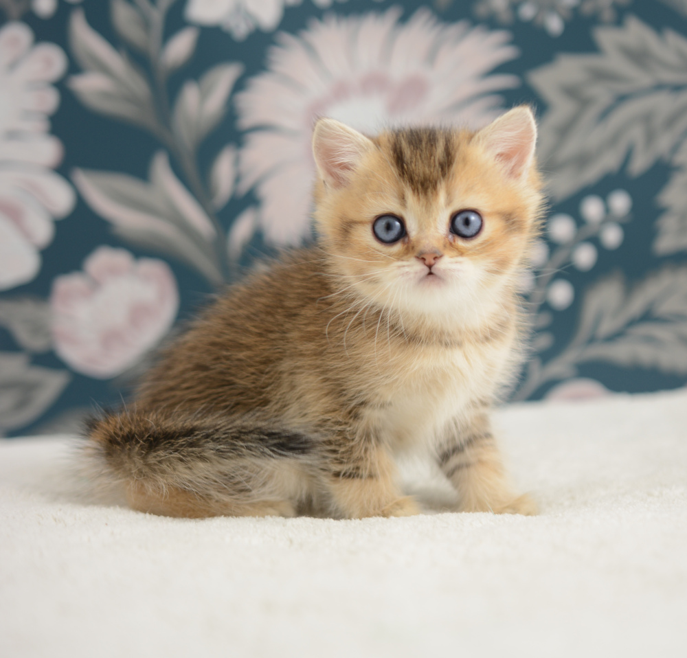 Adagio, chaton British Shorthair de la portée Trèfle 2025, réservé, 6 semaines