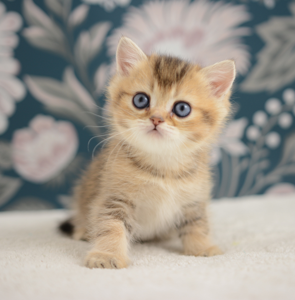 Adagio, chaton British Shorthair de la portée Trèfle 2025, réservé, 6 semaines