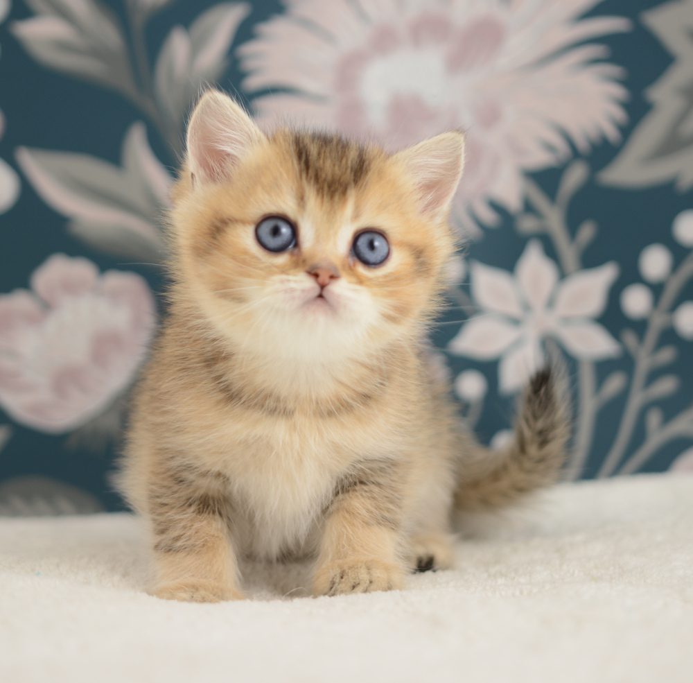 Adagio, chaton British Shorthair de la portée Trèfle 2025, réservé, 6 semaines