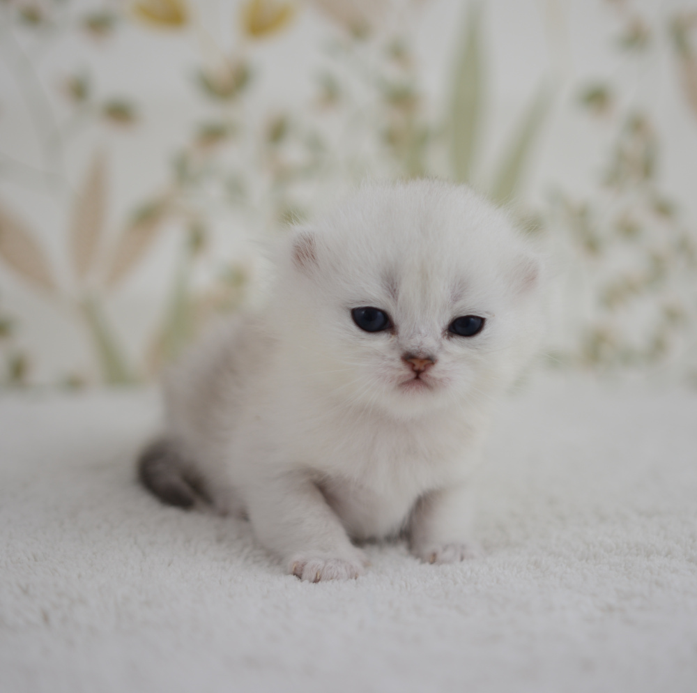 Allegro, chaton British Shorthair de la portée Trèfle 2025, réservé, 3 semaines