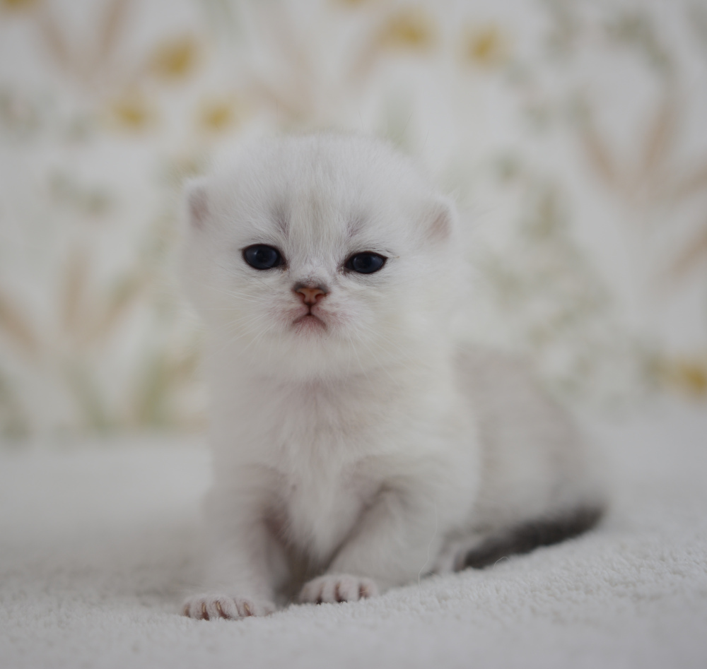 Allegro, chaton British Shorthair de la portée Trèfle 2025, réservé, 3 semaines