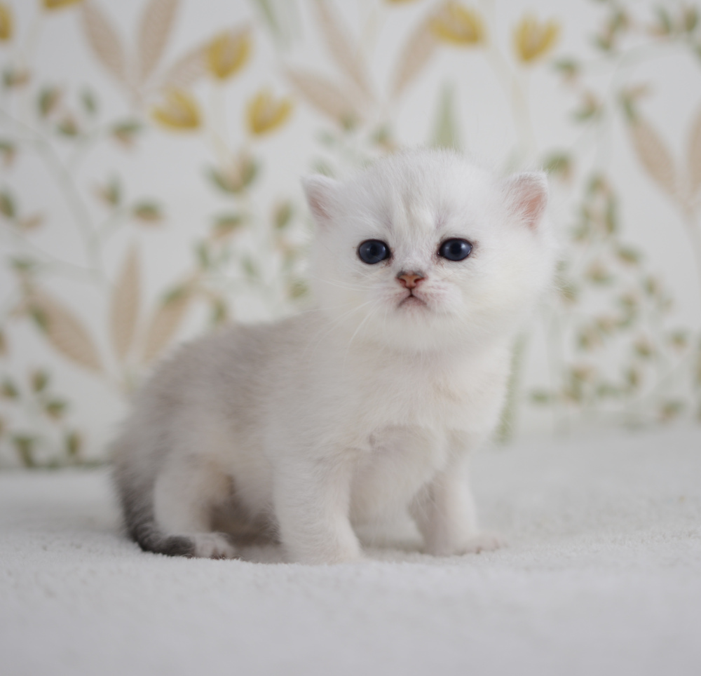 Allegro, chaton British Shorthair de la portée Trèfle 2025, réservé, 4 semaines