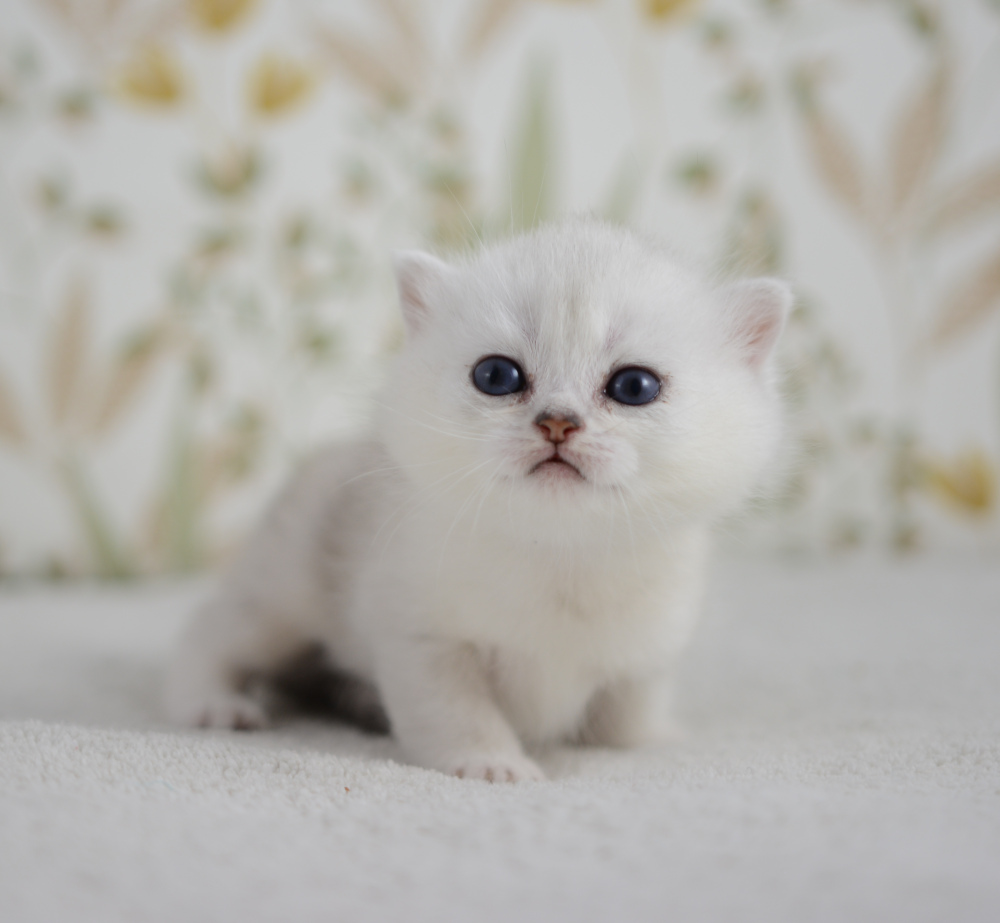 Allegro, chaton British Shorthair de la portée Trèfle 2025, réservé, 4 semaines
