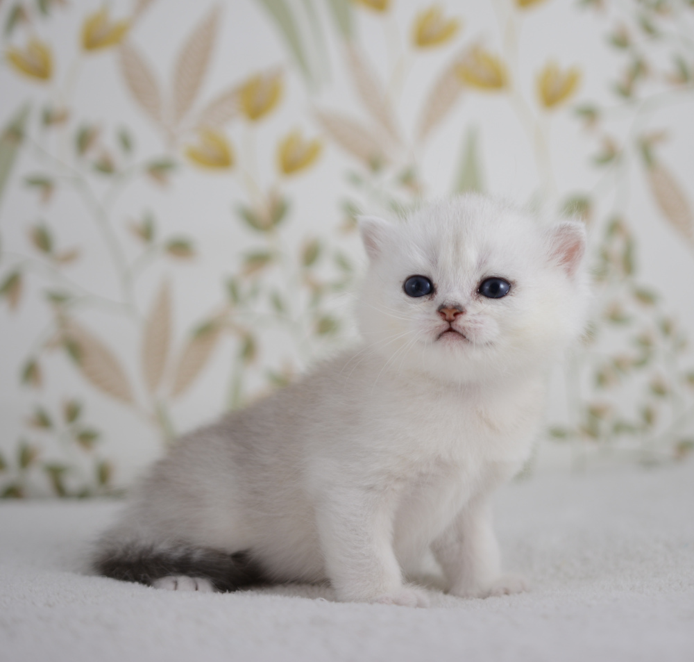 Allegro, chaton British Shorthair de la portée Trèfle 2025, réservé, 4 semaines