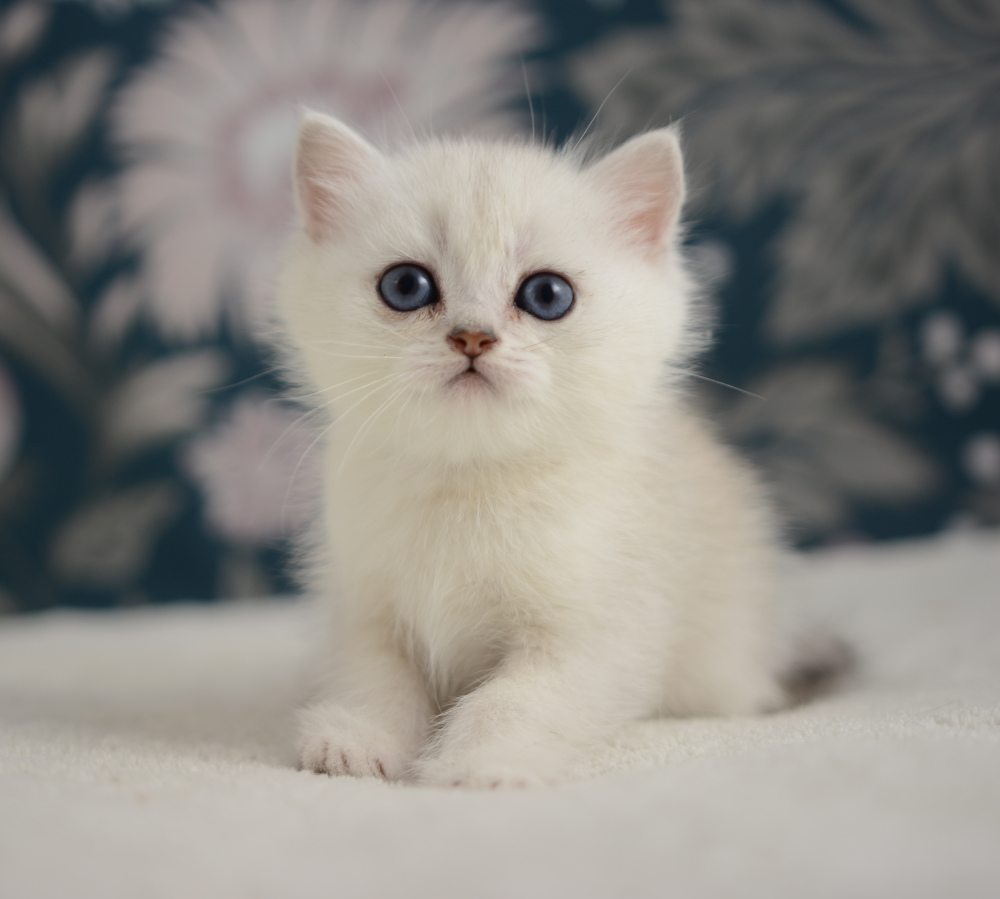 Allegro, chaton British Shorthair de la portée Trèfle 2025, réservé, 6 semaines