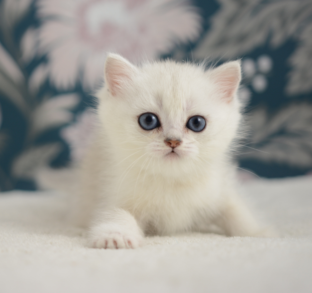 Allegro, chaton British Shorthair de la portée Trèfle 2025, réservé, 6 semaines