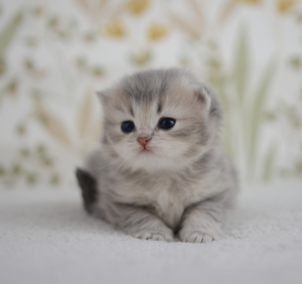 Arabesque, chatonne British Shorthair de la portée Trèfle 2025, réservée, 3 semaines