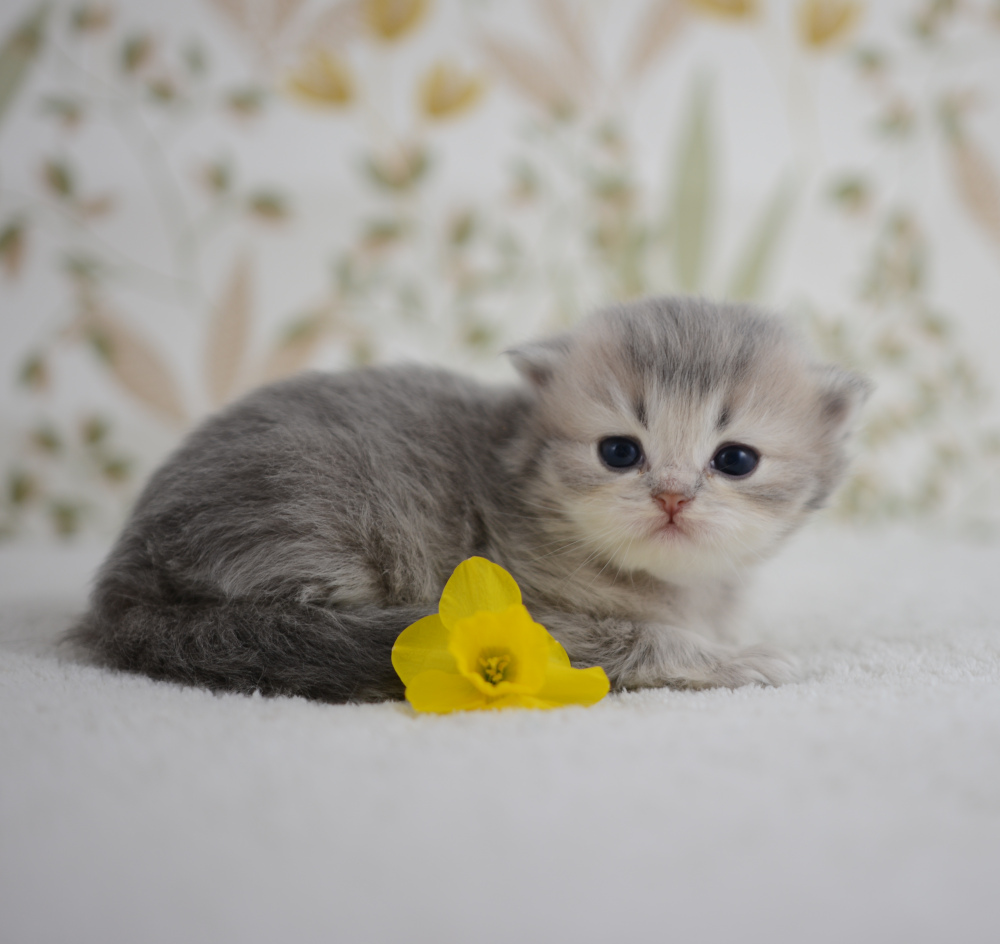 Arabesque, chatonne British Shorthair de la portée Trèfle 2025, réservée, 3 semaines