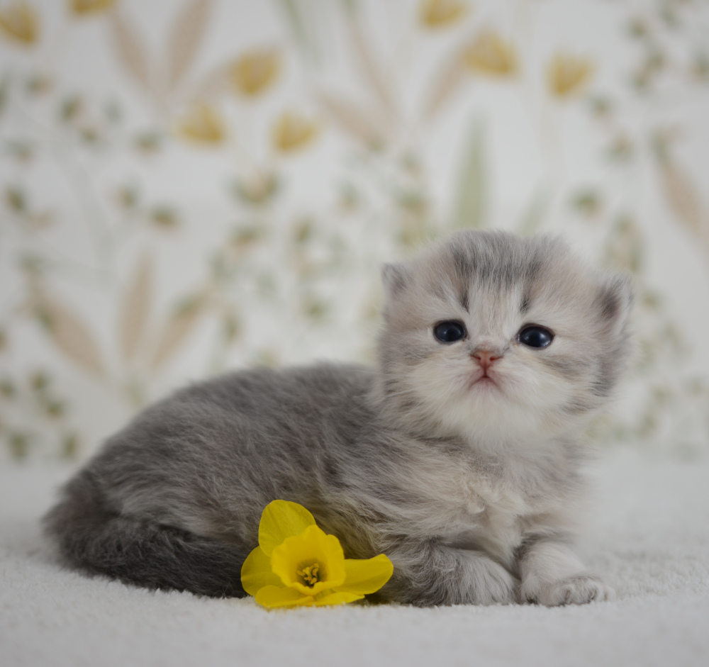Arabesque, chatonne British Shorthair de la portée Trèfle 2025, réservée, 3 semaines