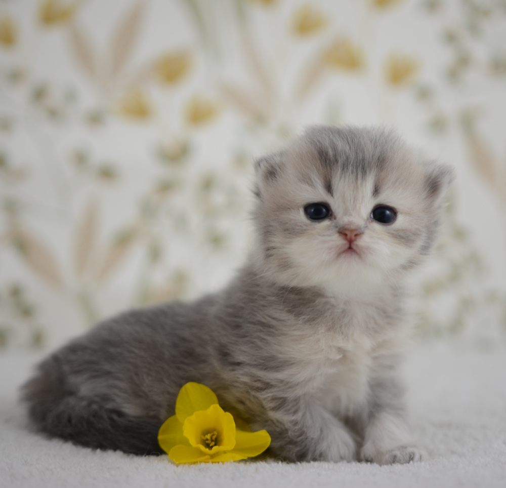 Arabesque, chatonne British Shorthair de la portée Trèfle 2025, réservée, 3 semaines