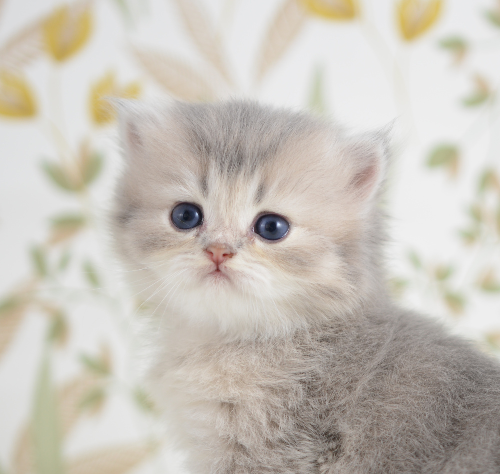 Arabesque, chatonne British Shorthair de la portée Trèfle 2025, réservée, 4 semaines