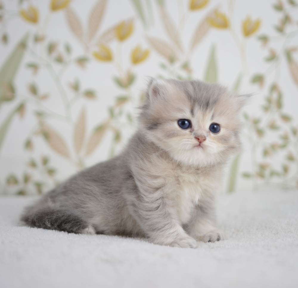 Arabesque, chatonne British Shorthair de la portée Trèfle 2025, réservée, 4 semaines