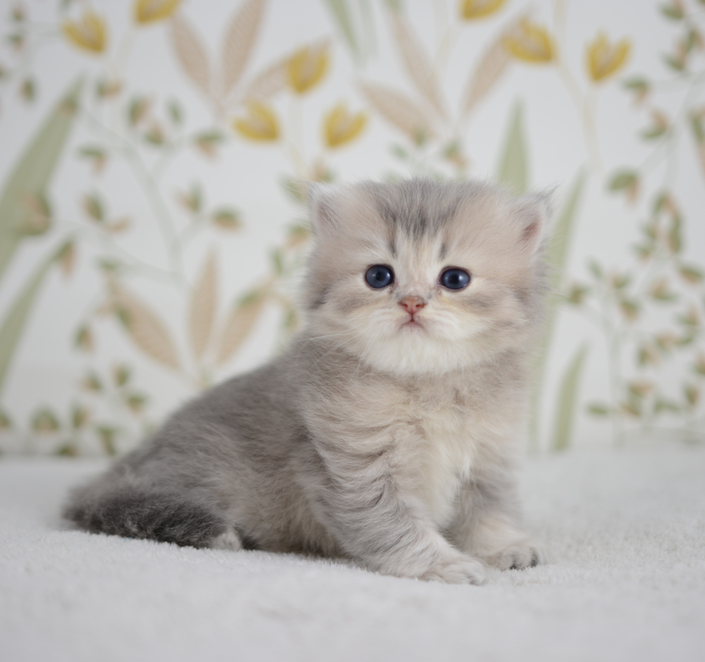 Arabesque, chatonne British Shorthair de la portée Trèfle 2025, réservée, 4 semaines