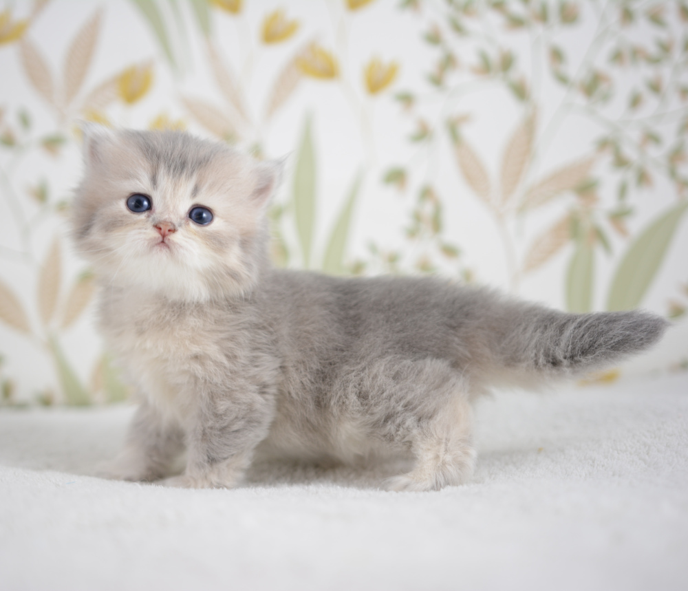 Arabesque, chatonne British Shorthair de la portée Trèfle 2025, réservée, 4 semaines