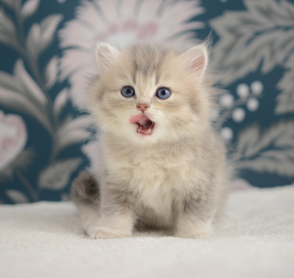 Arabesque, chatonne British Shorthair de la portée Trèfle 2025, réservée, 6 semaines