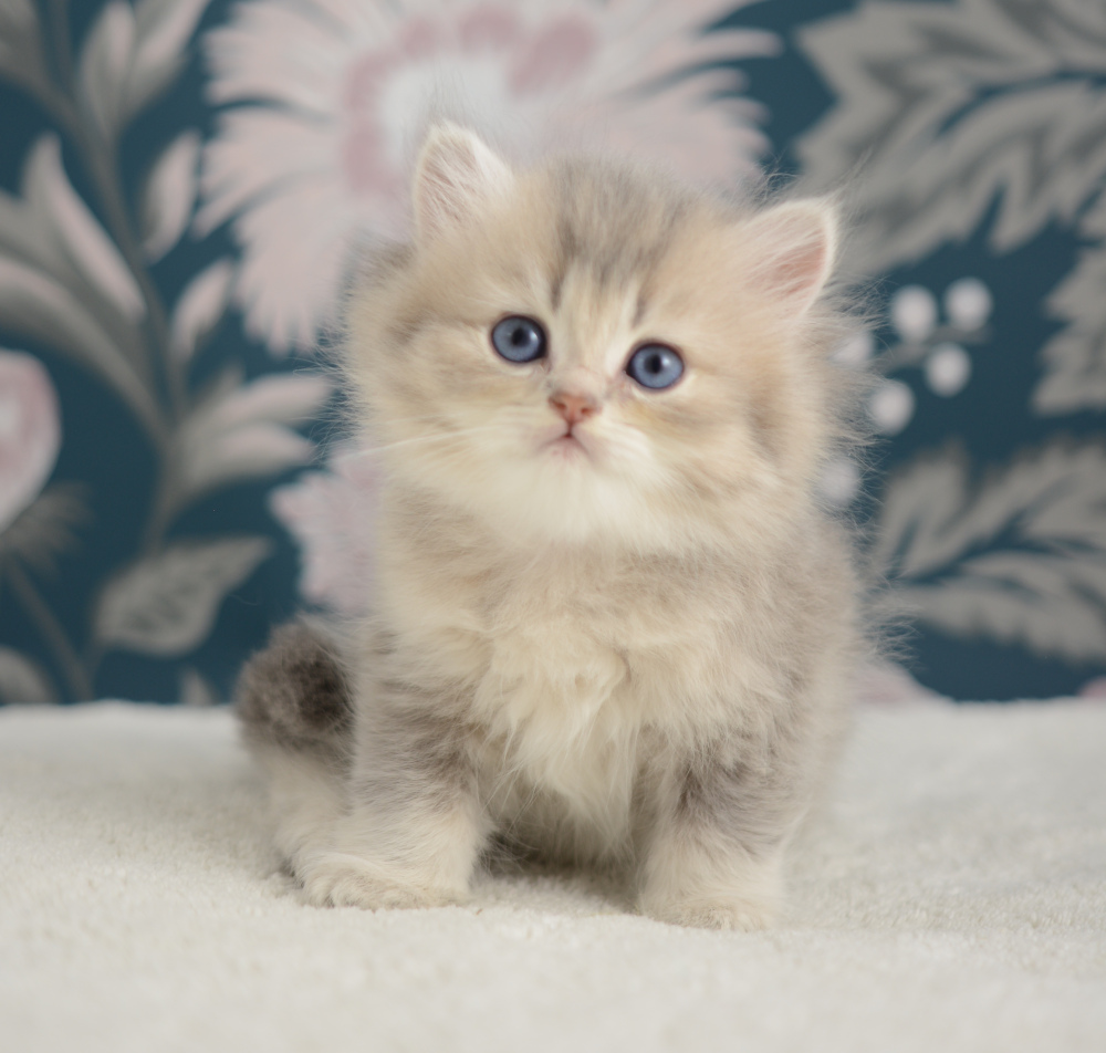 Arabesque, chatonne British Shorthair de la portée Trèfle 2025, réservée, 6 semaines