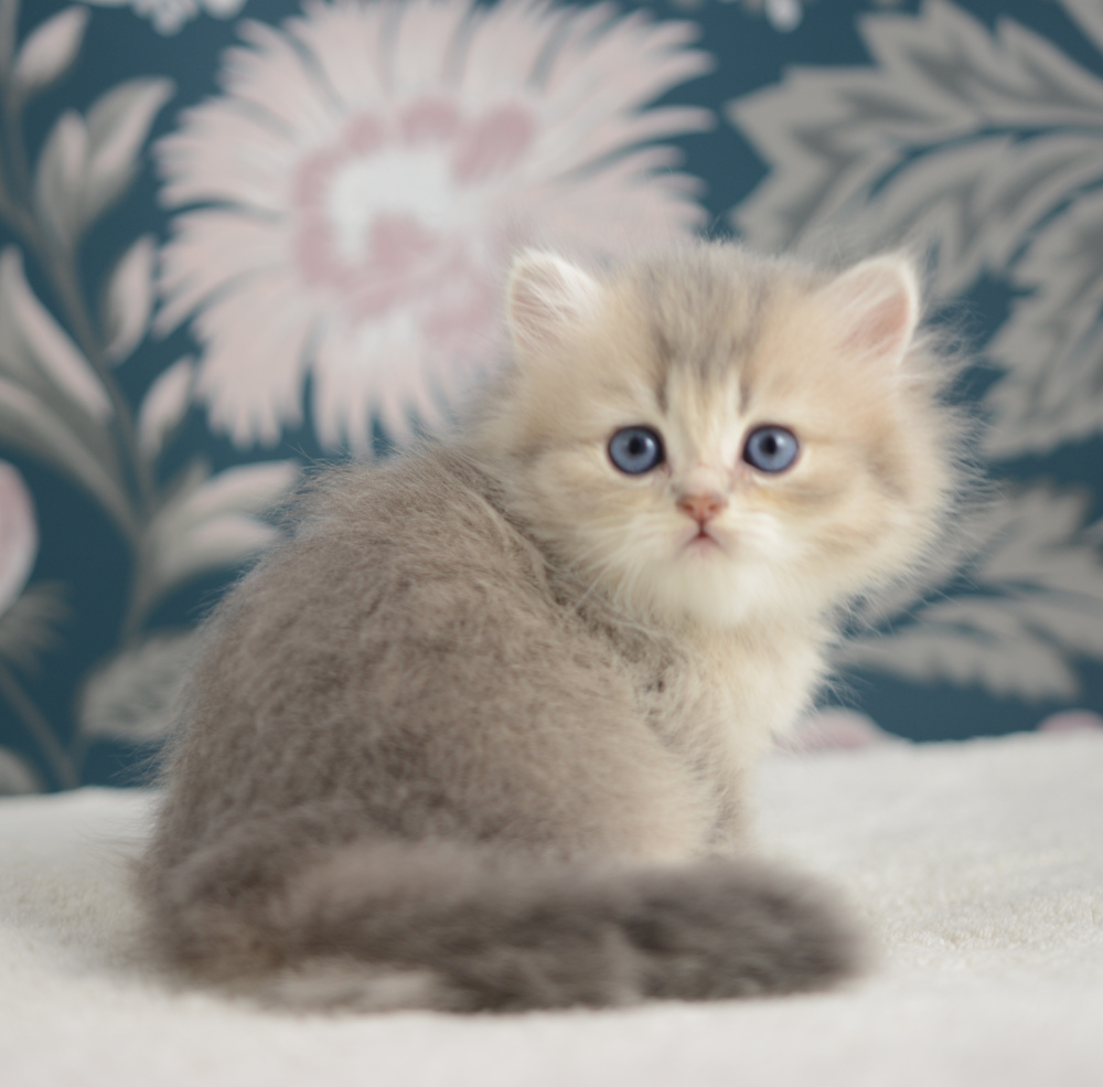 Arabesque, chatonne British Shorthair de la portée Trèfle 2025, réservée, 6 semaines