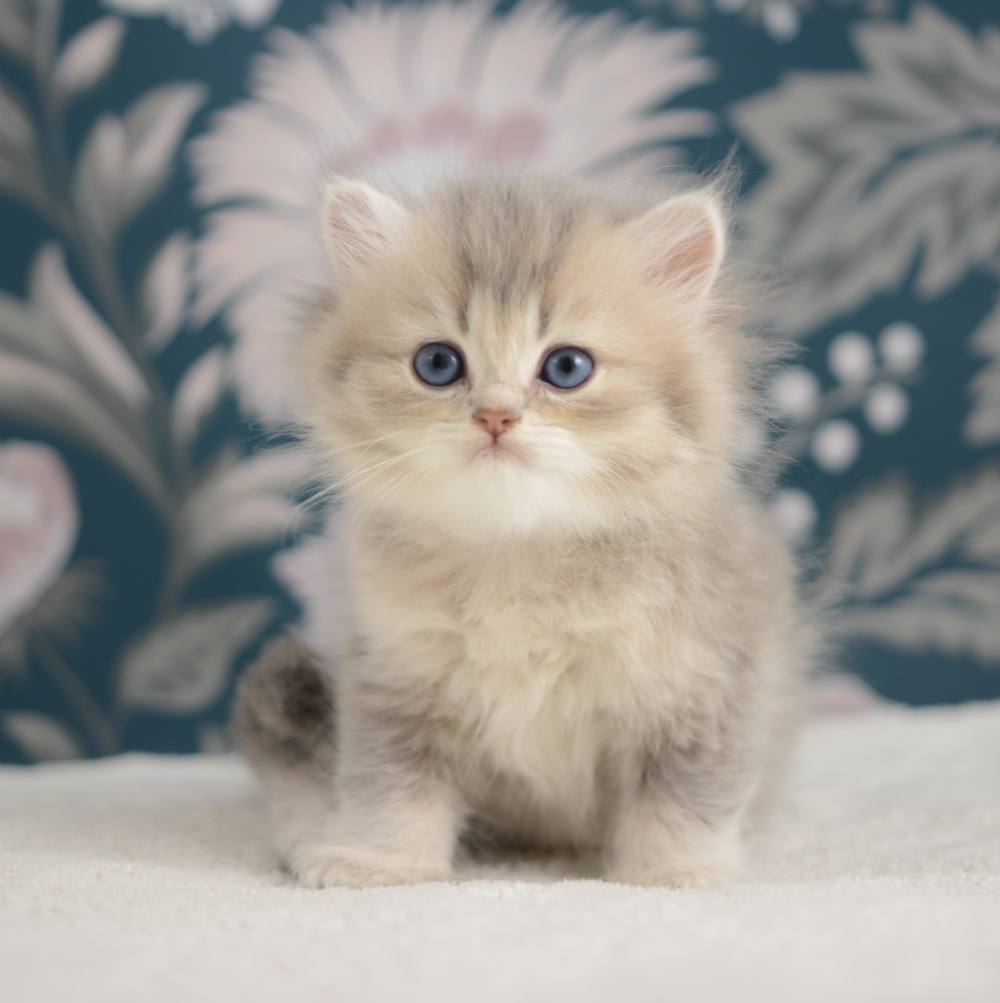 Arabesque, chatonne British Shorthair de la portée Trèfle 2025, réservée, 6 semaines
