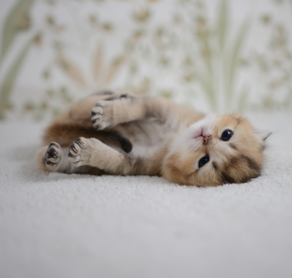 Aria, chatonne British Shorthair de la portée Trèfle 2025, réservée, 3 semaines