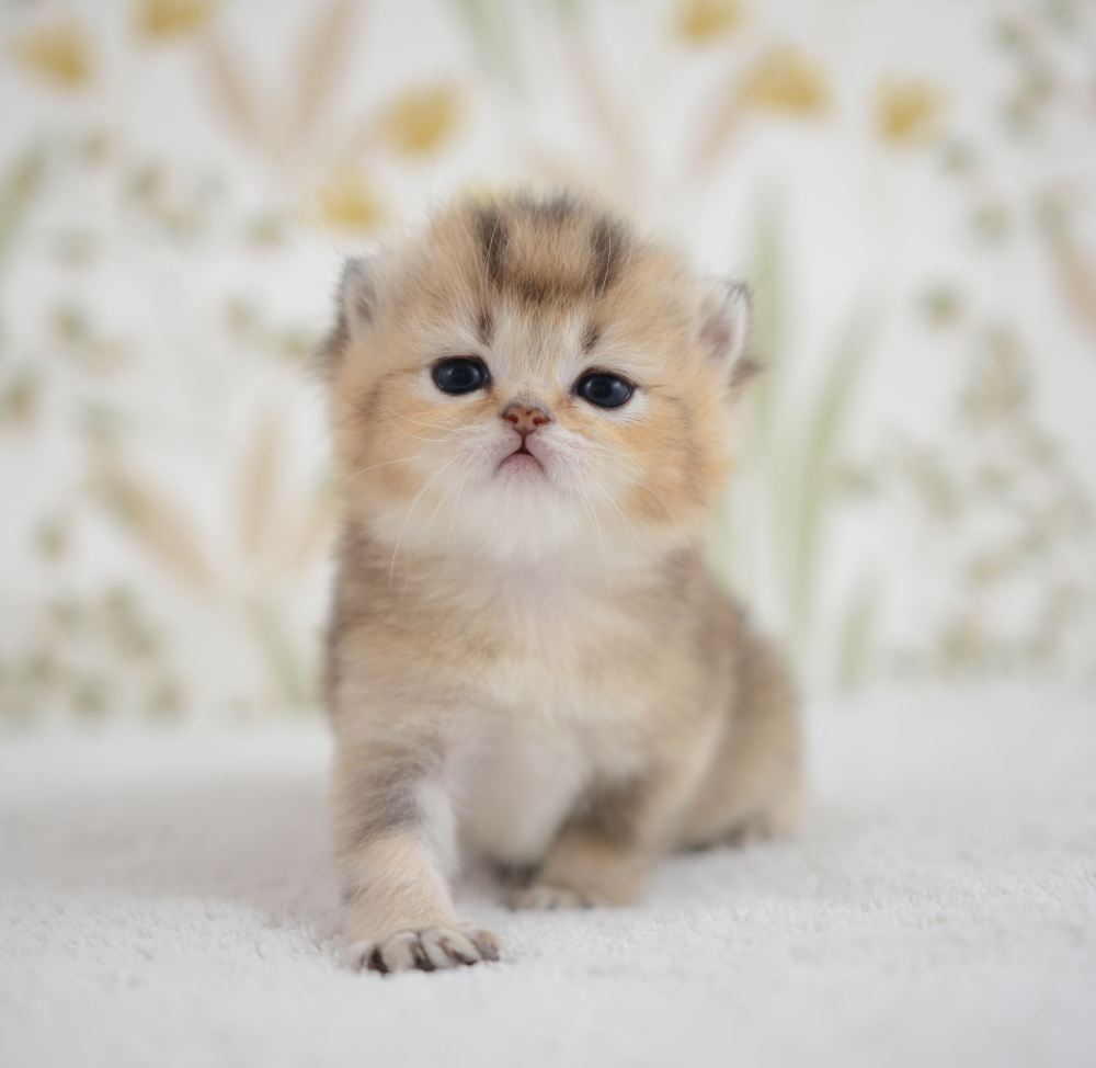 Aria, chatonne British Shorthair de la portée Trèfle 2025, réservée, 3 semaines