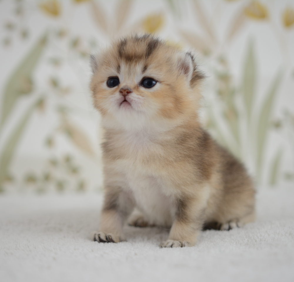 Aria, chatonne British Shorthair de la portée Trèfle 2025, réservée, 3 semaines