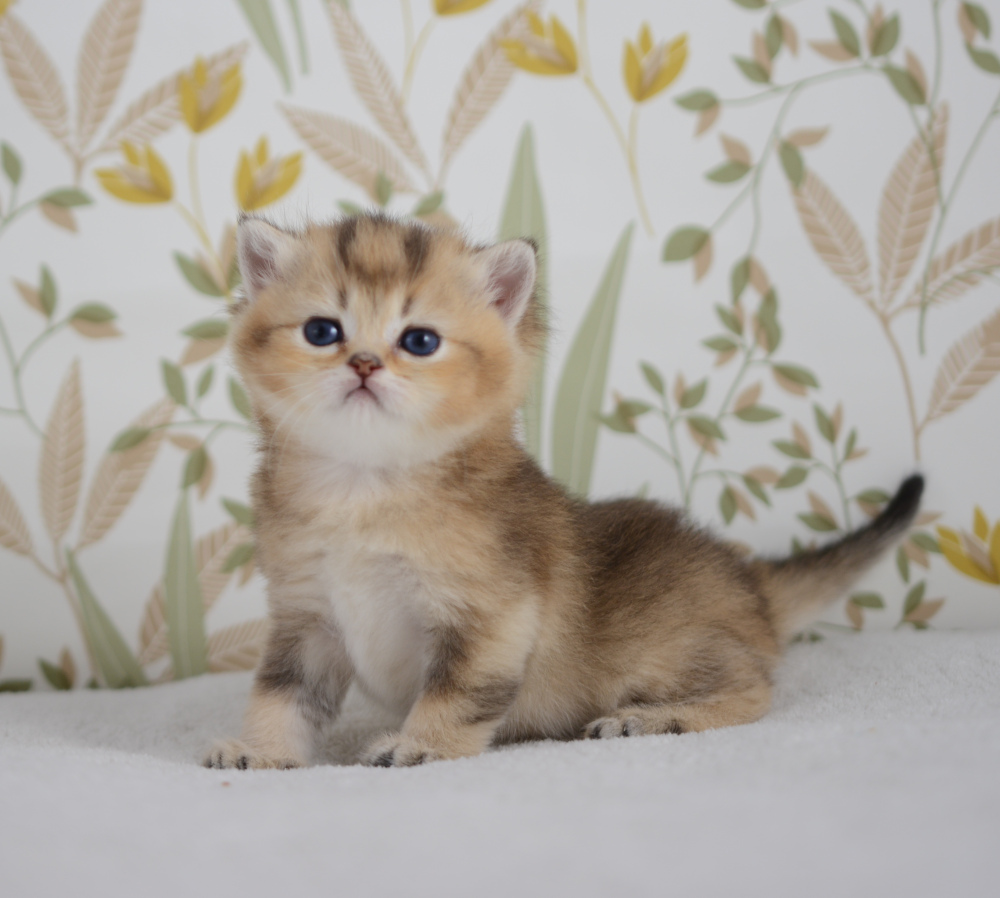 Aria, chatonne British Shorthair de la portée Trèfle 2025, réservée, 4 semaines