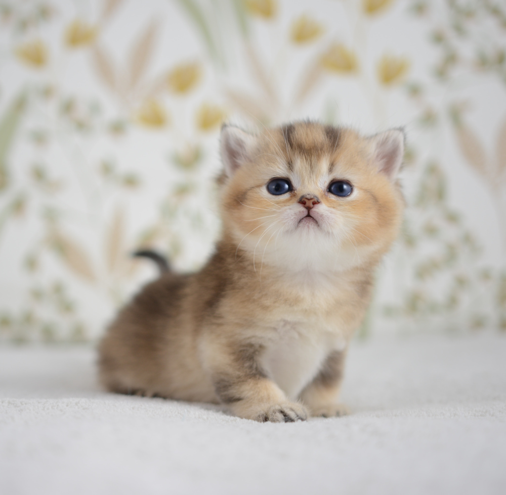 Aria, chatonne British Shorthair de la portée Trèfle 2025, réservée, 4 semaines