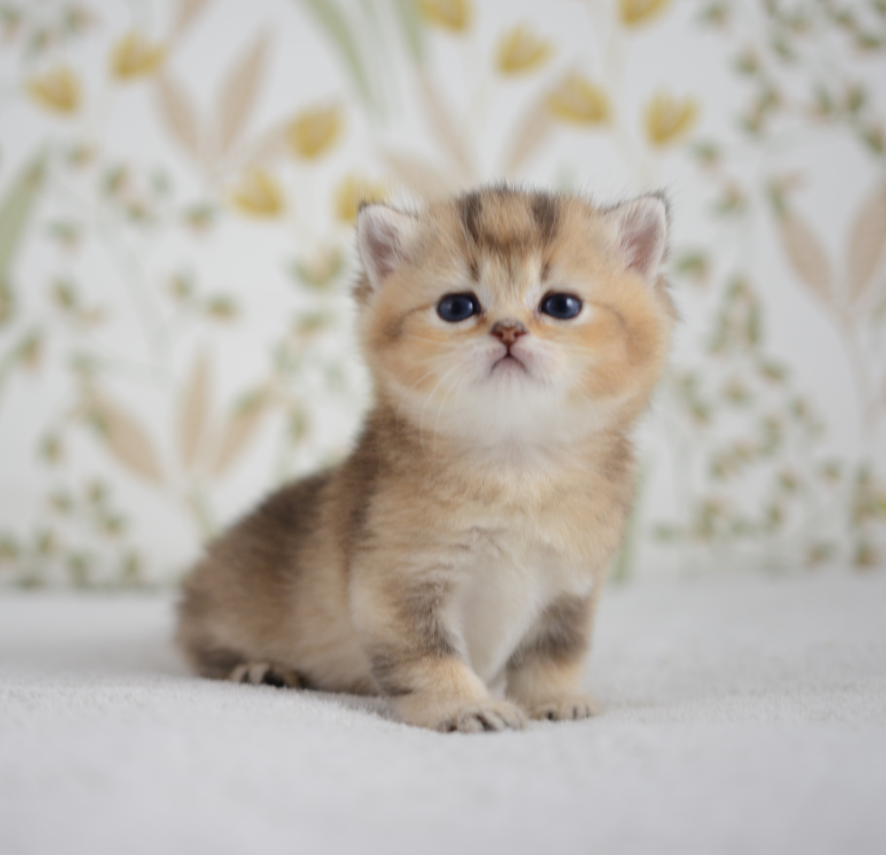 Aria, chatonne British Shorthair de la portée Trèfle 2025, réservée, 4 semaines