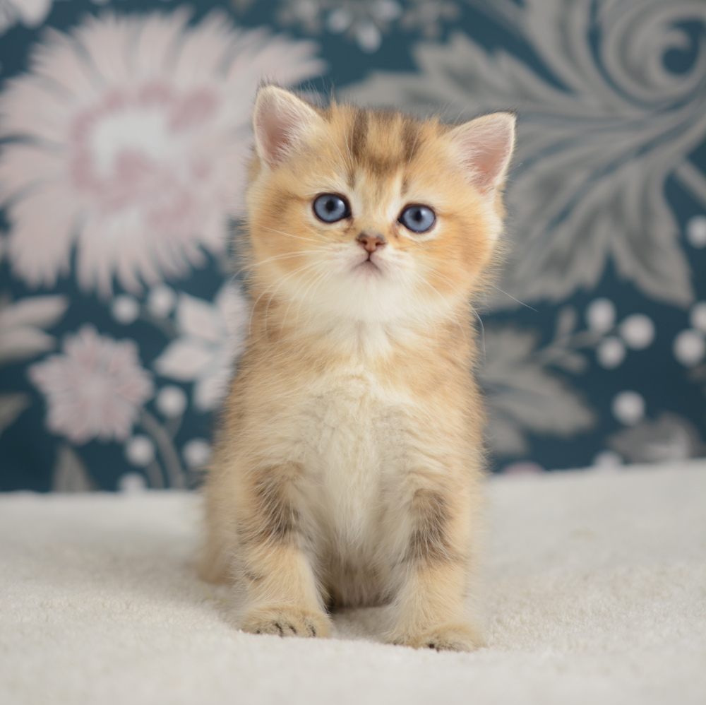 Aria, chatonne British Shorthair de la portée Trèfle 2025, réservée, 6 semaines