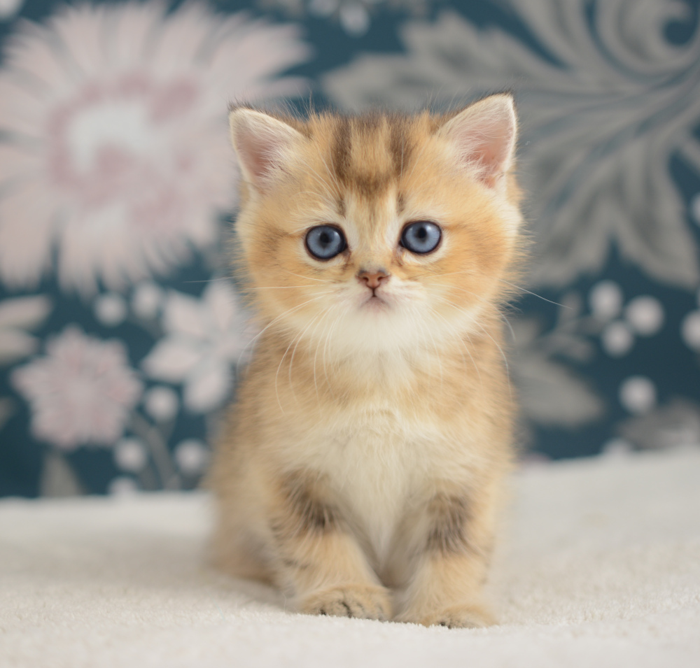 Aria, chatonne British Shorthair de la portée Trèfle 2025, réservée, 6 semaines