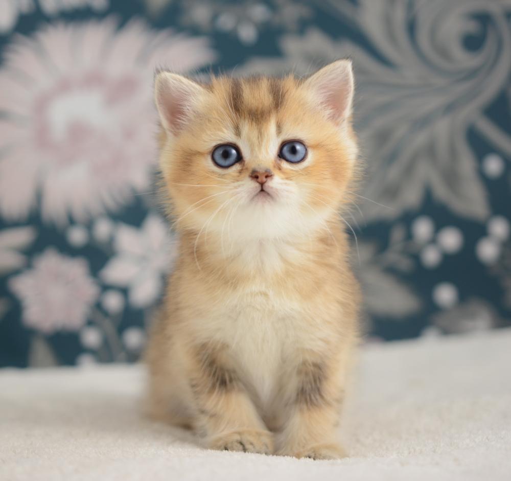 Aria, chatonne British Shorthair de la portée Trèfle 2025, réservée, 6 semaines