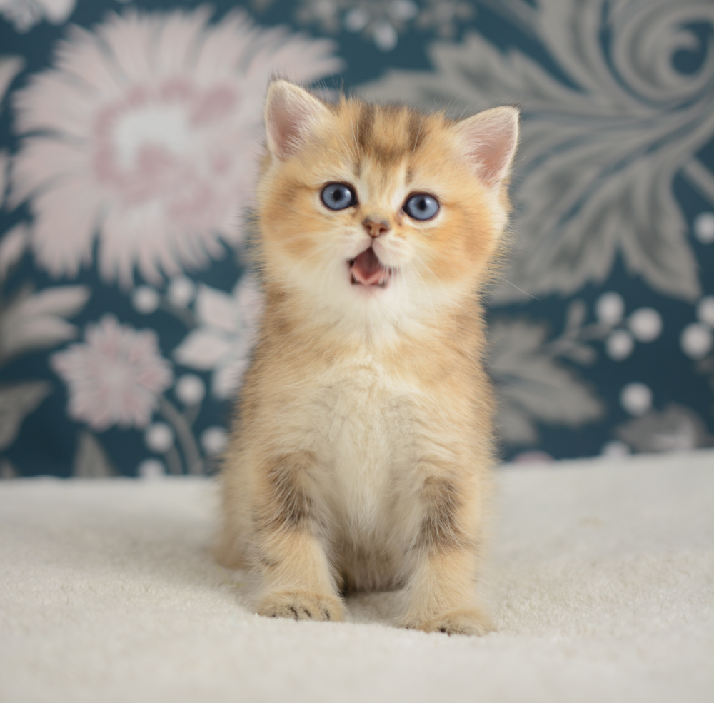 Aria, chatonne British Shorthair de la portée Trèfle 2025, réservée, 6 semaines