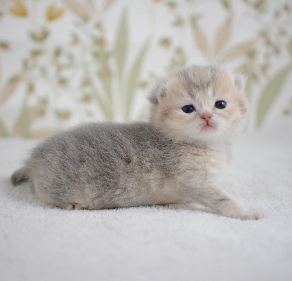 Arpège, chaton British Shorthair de la portée Trèfle 2025, réservé, 3 semaines