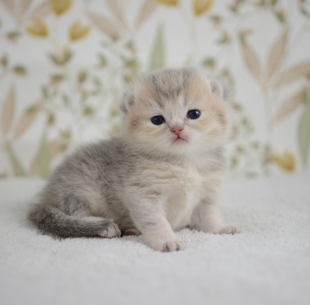 Arpège, chaton British Shorthair de la portée Trèfle 2025, réservé, 3 semaines