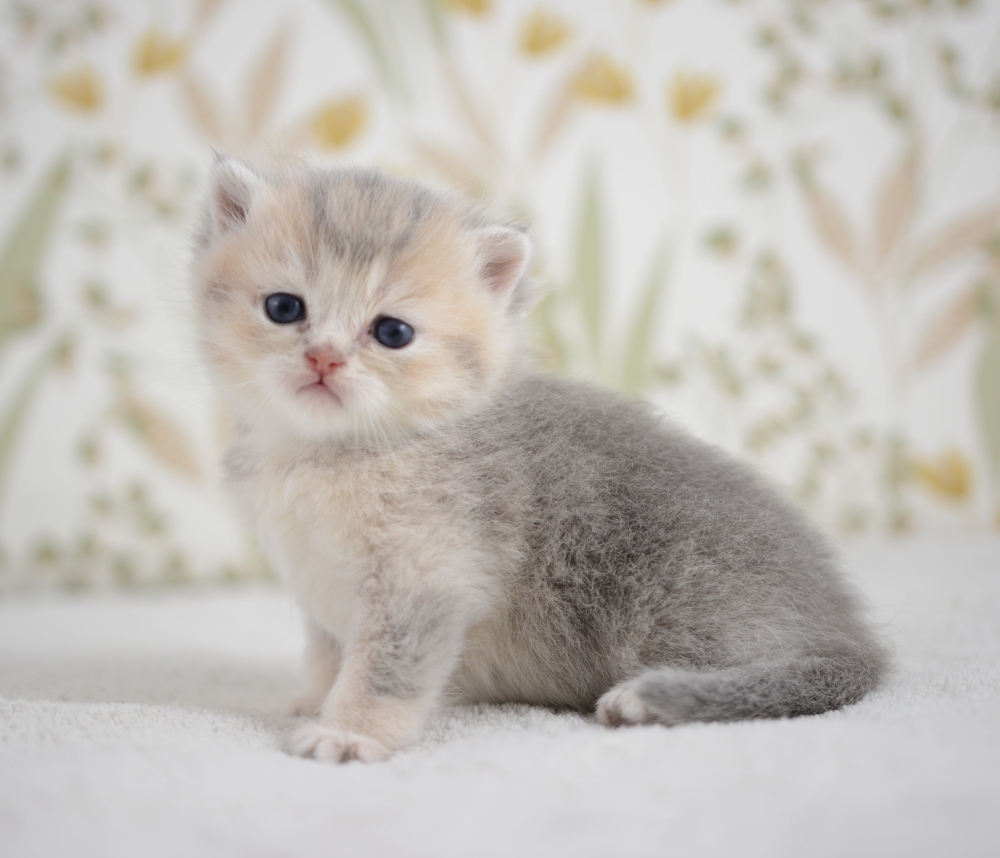 Arpège, chaton British Shorthair de la portée Trèfle 2025, réservé, 4 semaines