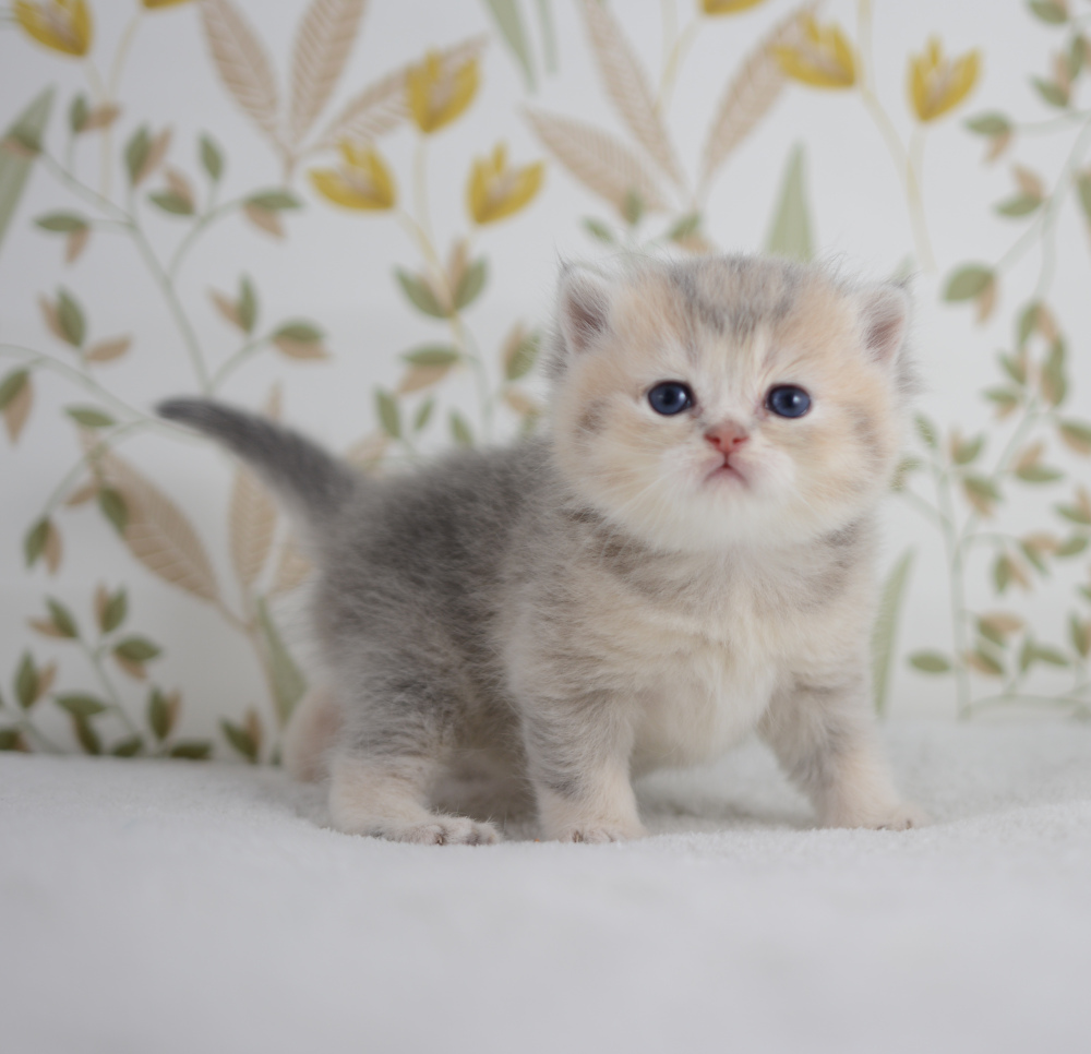 Arpège, chaton British Shorthair de la portée Trèfle 2025, réservé, 4 semaines