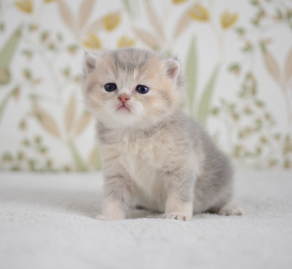 Arpège, chaton British Shorthair de la portée Trèfle 2025, réservé, 4 semaines