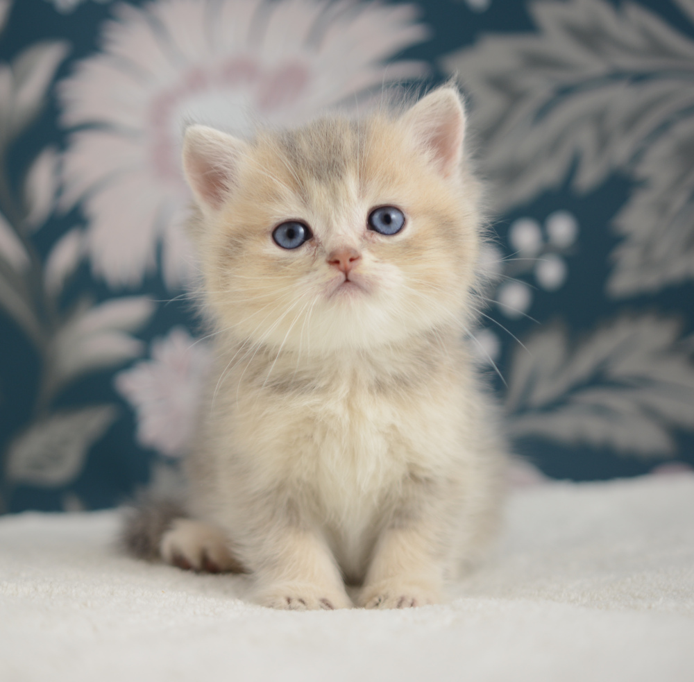 Arpège, chaton British Shorthair de la portée Trèfle 2025, réservé, 6 semaines