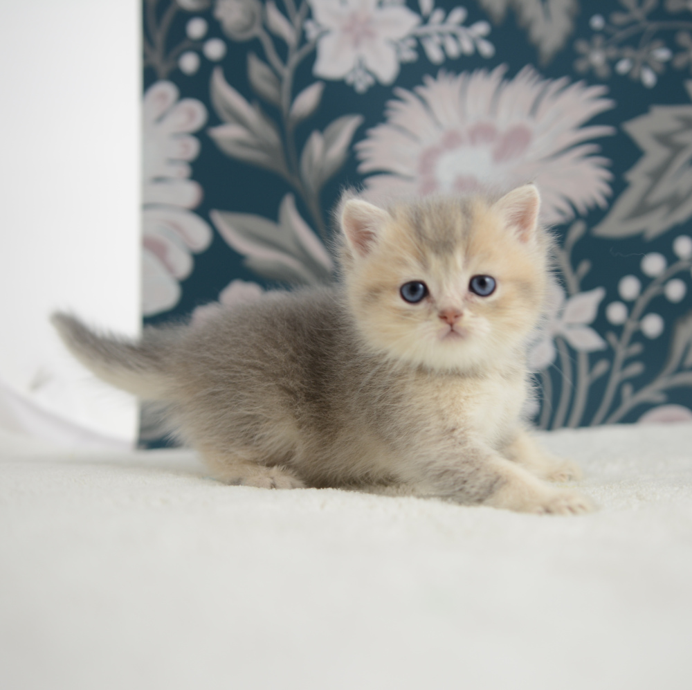 Arpège, chaton British Shorthair de la portée Trèfle 2025, réservé, 6 semaines