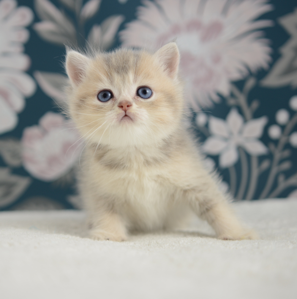 Arpège, chaton British Shorthair de la portée Trèfle 2025, réservé, 6 semaines