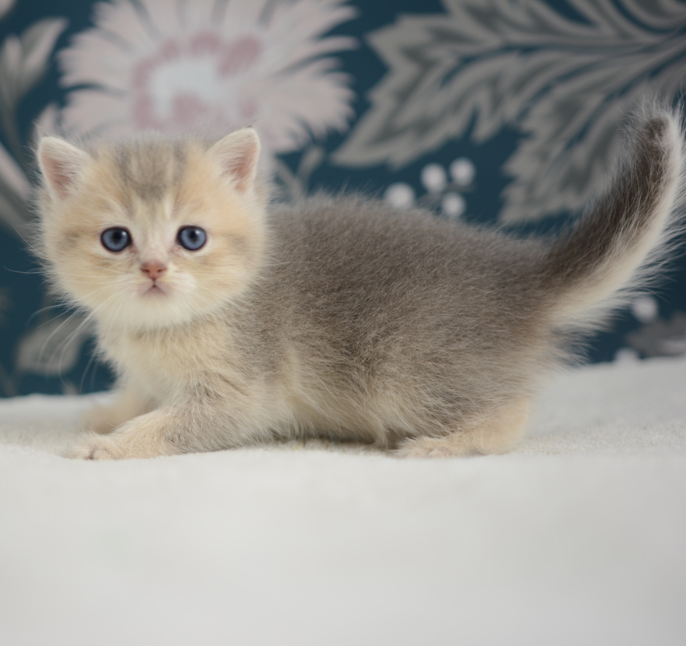 Arpège, chaton British Shorthair de la portée Trèfle 2025, réservé, 6 semaines