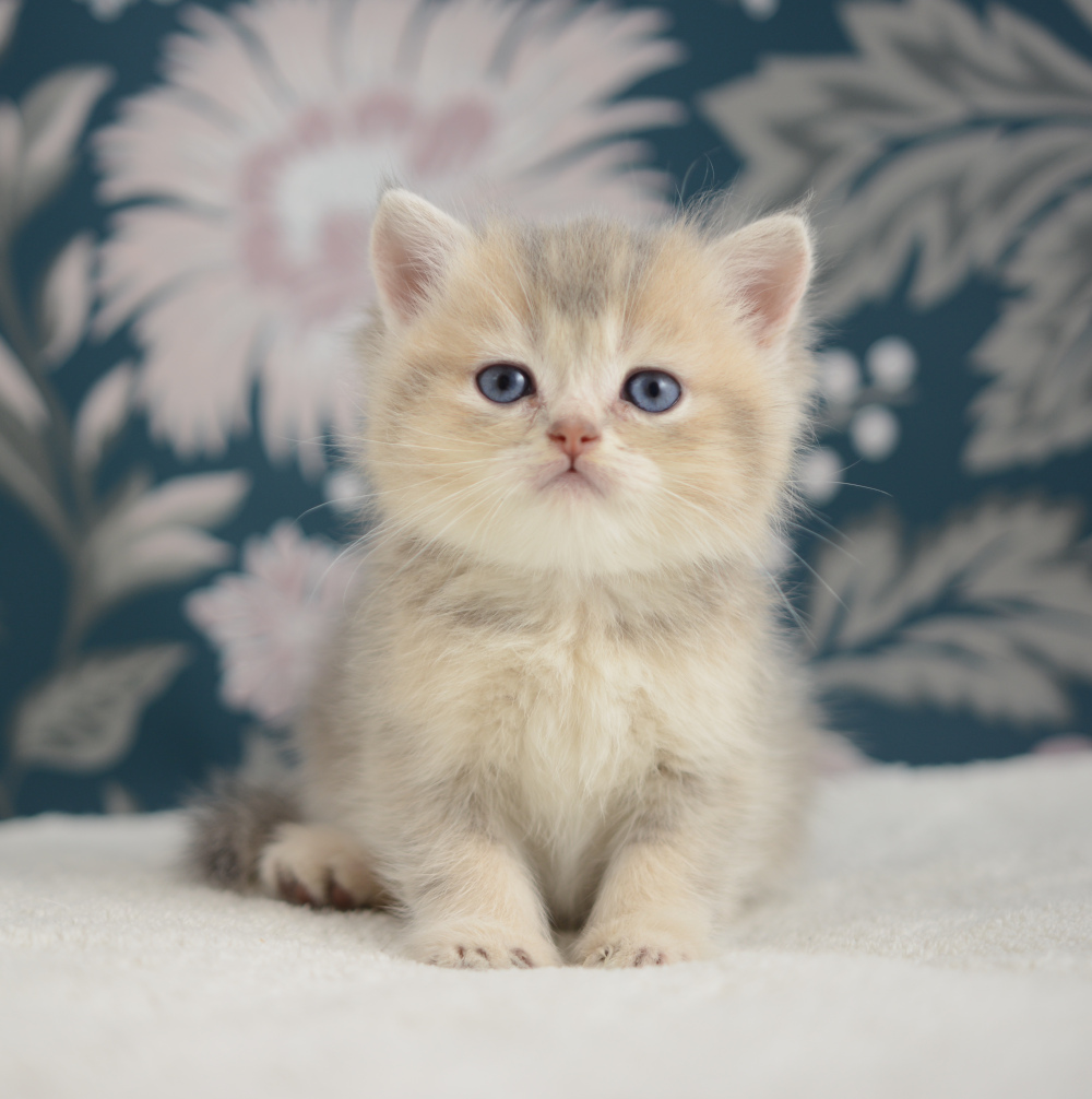 Arpège, chaton British Shorthair de la portée Trèfle 2025, réservé, 6 semaines