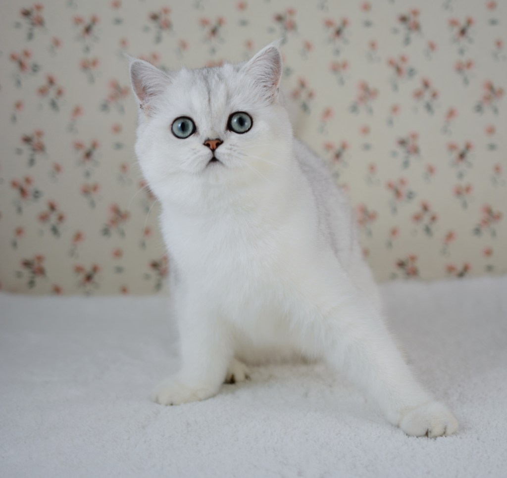 Bise, chatonne British Shorthair black silver shaded aux yeux verts, 4 mois