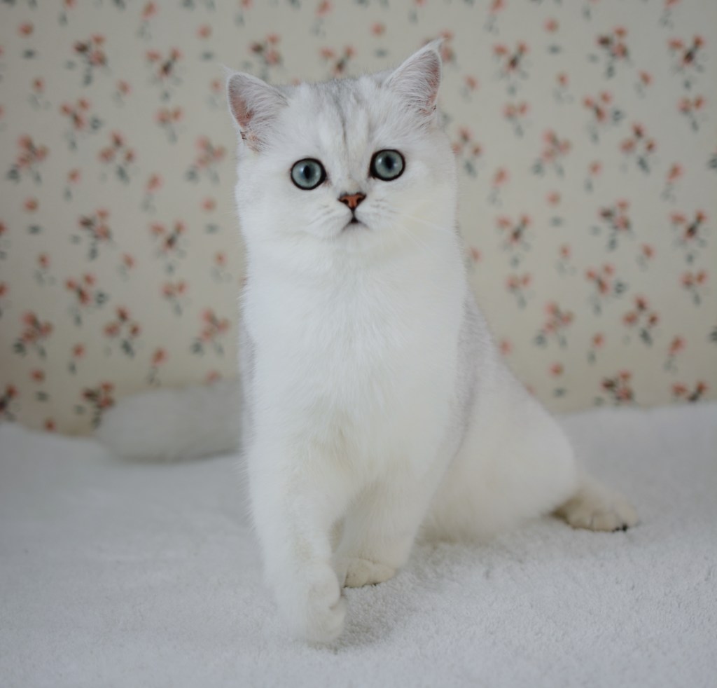 Bise, chatonne British Shorthair black silver shaded aux yeux verts, 4 mois